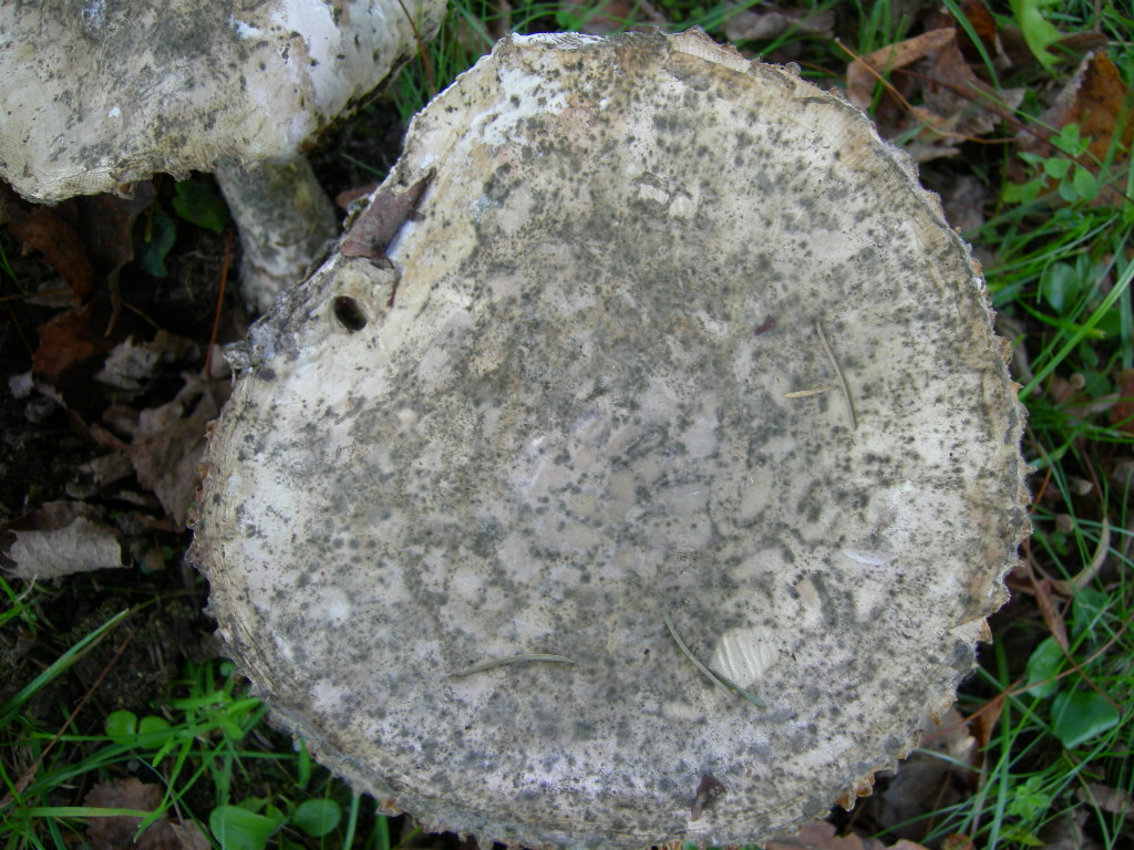 funghi a lamelle da determinare